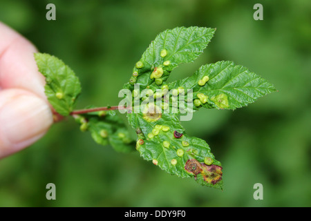 Des galles sur les feuilles de reine-des-Prés Filipendula ulmaria causés par la cécidomyie Dasineura ulmaria Banque D'Images