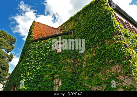 Envahi par la façade avec réducteur japonais, Boston ivy (du Parthenocissus tricuspidata), Sammtstrasse street, in der Au, Munich Banque D'Images