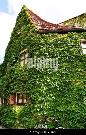 Envahi par la façade avec réducteur japonais, Boston ivy (du Parthenocissus tricuspidata), Sammtstrasse street, in der Au, Munich Banque D'Images