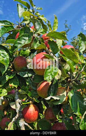 Pommier cultivé (Malus domestica), la Bavière Banque D'Images