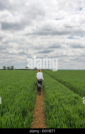 Femme marche un chien à travers un champ de blé. Banque D'Images