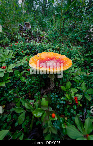 Champignon géant coloré dans la forêt Banque D'Images