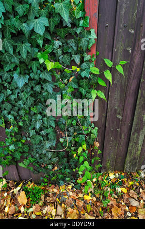 Le lierre (Hedera) sur un mur en bois Banque D'Images