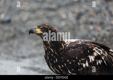 Gros plan d'un aigle à tête blanche immature regardant latéralement Banque D'Images