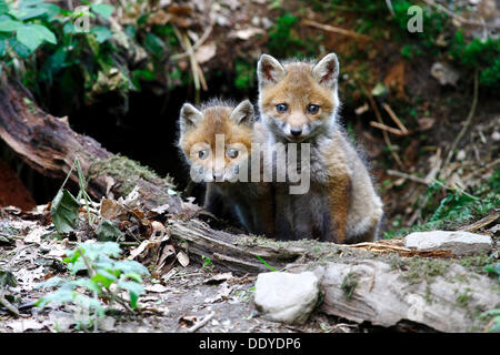 Red Fox (Vulpes vulpes Vulpes fulva), d'Oursons jouant l'entrée de den Banque D'Images