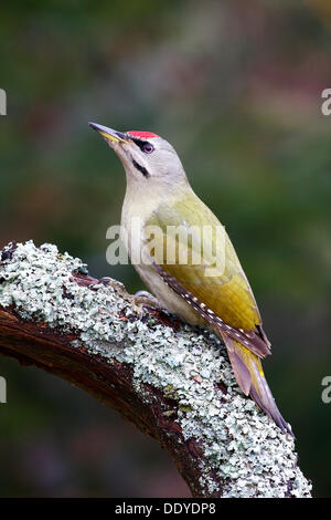 Pic à tête grise (Picus canus), homme reposant sur un tronc d'arbre couvert de lichens Banque D'Images