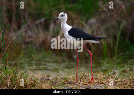 Black-winged Stilt (Himantopus himantopus), homme dans un pré Banque D'Images