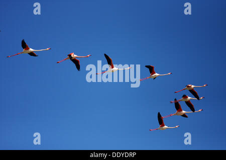 American flamingo (Phoenicopterus ruber), flock battant, Camargue, France, Europe Banque D'Images
