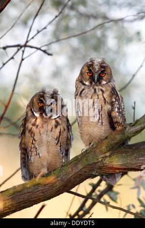 Long-eared Owl (Asio otus), deux jeunes à l'envol, branchlings assis sur une branche d'arbre, Apetlon, le lac de Neusiedl, le Burgenland Banque D'Images