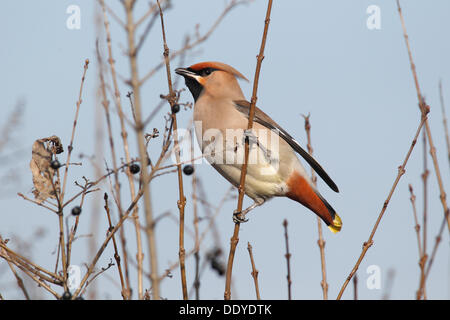 Jaseur boréal (Bombycilla garrulus) perché sur une branche d'un arbuste de troènes Banque D'Images
