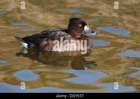Fuligule morillon (Aythya fuligula), femelle flottante Banque D'Images