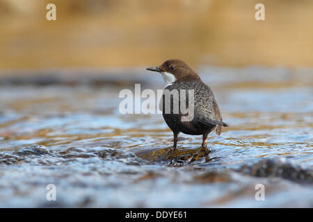 Balancier (Cinclus cinclus) debout dans l'eau courante Banque D'Images