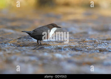 Balancier (Cinclus cinclus) debout dans l'eau courante Banque D'Images