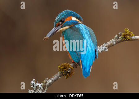 Kingfisher (Alcedo atthis), homme, se reposant après creuser la grotte de reproduction Banque D'Images