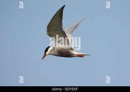 Guifette moustac (Chlidonias hybrida) en vol Banque D'Images