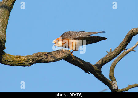 Faucon kobez (Falco vespertinus), femme perché sur une branche et l'appel Banque D'Images