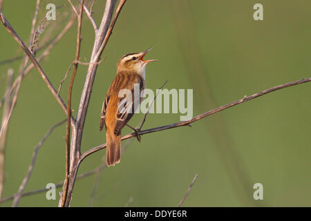 Phragmite des joncs (Acrocephalus schoenobaenus), perché sur une branche, le chant Banque D'Images