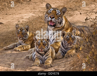 Tigresse sauvage (Panthera tigris) avec trois jeunes oursons dans le parc national de Ranthambore, Rajasthan, Inde Banque D'Images