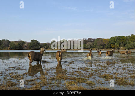 Sambar Deer (Cervus unicolor niger) pâturage dans un lac dans le parc national de Ranthambore, Rajasthan, Inde, Asie Banque D'Images