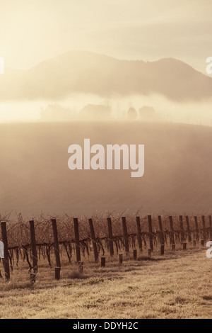 Lever du soleil avec le brouillard sur un matin d'hiver froid dans la Yarra Valley, Victoria, Australie Banque D'Images