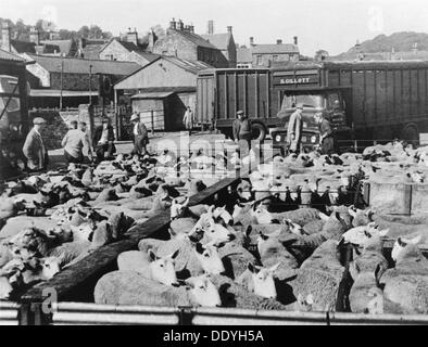 Des brebis, Bakewell, Derbyshire, c1950à 1960( ?). Artiste : Inconnu Banque D'Images