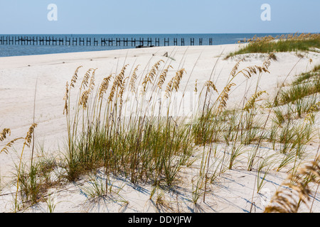 L'avoine pour le contrôle de l'érosion de la mer sur la plage de sable par l'homme sur le golfe du Mexique à Gulfport et Biloxi au Mississippi Banque D'Images