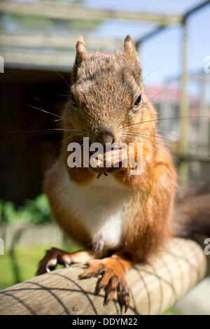 L'écureuil roux (Sciurus vulgaris) se nourrissant d'un écrou, captive Banque D'Images