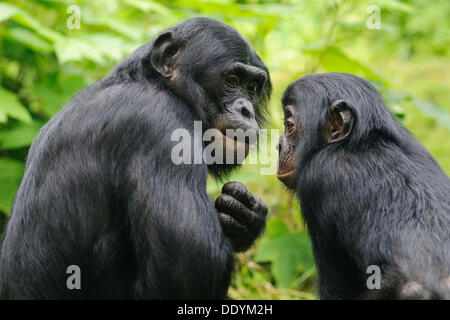 Bonobo ou chimpanzé nain (pan paniscus), avec de jeunes femmes, dans une enceinte Banque D'Images