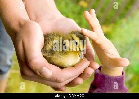 Girl petting Un caneton, Brandebourg Banque D'Images