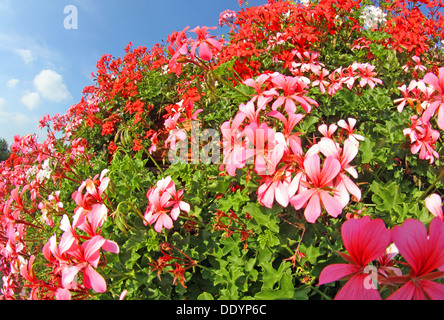 Blanc et de couleur rouge pourpre de géraniums en fleurs Banque D'Images