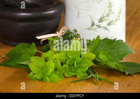 La mélisse (Melissa officinalis), l'origan (Origanum vulgare), livèche (Levisticum officinale), d'estragon (Artemisia dracunculus) Banque D'Images