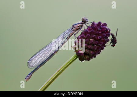 Demoiselle d'Azur (Coenagrion puella), femme, Filz, Woergl, Tyrol, Autriche, Europe Banque D'Images