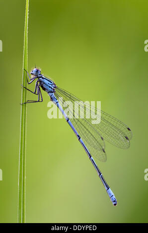 Demoiselle d'Azur (Coenagrion puella), homme, Schwaz, Tyrol, Autriche, Europe Banque D'Images