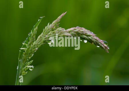 Yorkshire Brouillard (Holcus lanatus), Hopfgarten, Tyrol, Autriche, Europe Banque D'Images