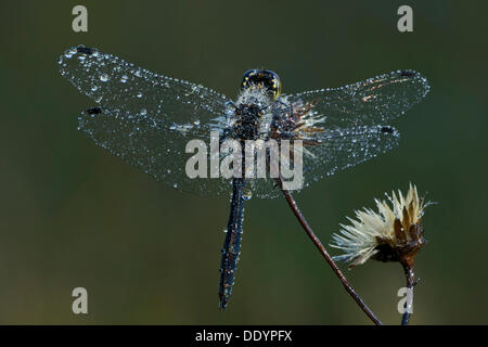 Dard noir ou noir Meadowhawk (Sympetrum danae) Banque D'Images