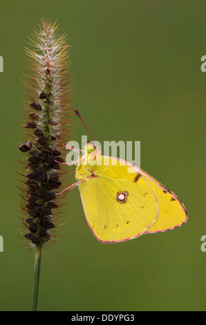 Jaune pâle brouillé (Colias hyale) Banque D'Images