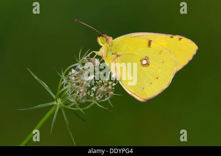 Jaune pâle brouillé (Colias hyale) Banque D'Images