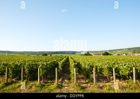 Vignes de Champagne à Dizy près d'Epernay, Marne France Banque D'Images