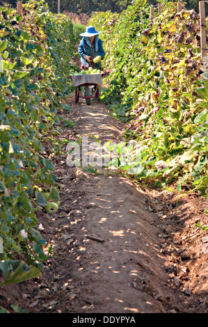 Les jeunes peuvent Vu a Moung fermier moissonne Calabash gourd sur sa ferme Mays Fleurs 29 août 2013 à Sanger (Californie). Banque D'Images
