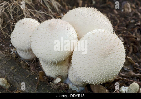 Vesse-de-commune, warted puffball, gem-vesse-de-cloutés ou the devil's snuff-box (Lycoperdon perlatum) Banque D'Images