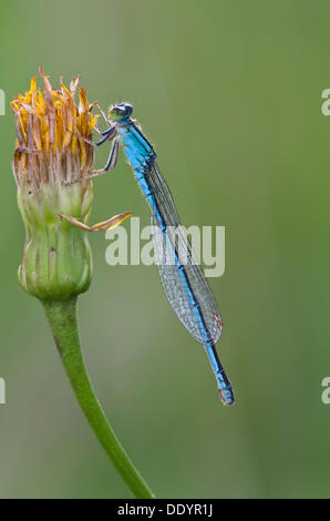 Bleu Libellule rare à queue ou Petit Bluetail Ischnura pumilio () Banque D'Images