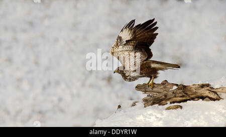 La buse (Buteo buteo), taking off Banque D'Images