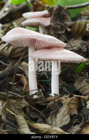 Bonnet rose (Mycena rosea) Banque D'Images