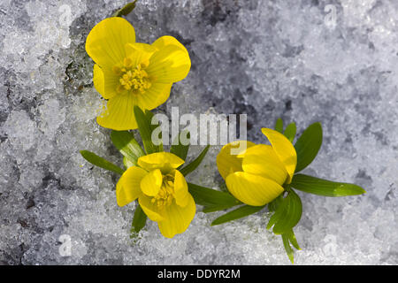 Aconit d'hiver (Eranthis hyemalis), la floraison dans la neige Banque D'Images