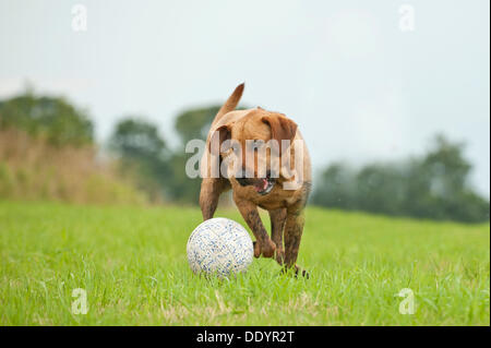 Chien jouant avec un ballon de football sur un pré Banque D'Images