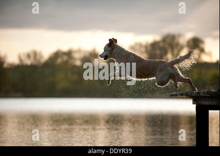 Golden Retriever sautant d'un quai à l'eau Banque D'Images