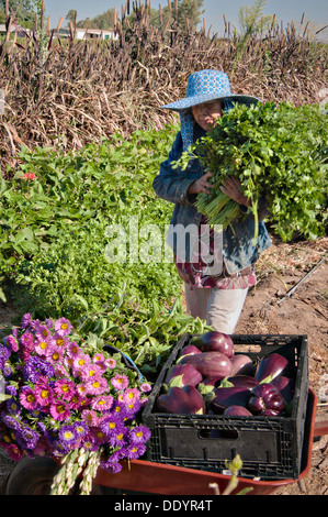 Les jeunes peuvent Vu a Moung fermier moissonne les herbes sur sa ferme Mays Fleurs 29 août 2013 à Sanger (Californie). Banque D'Images