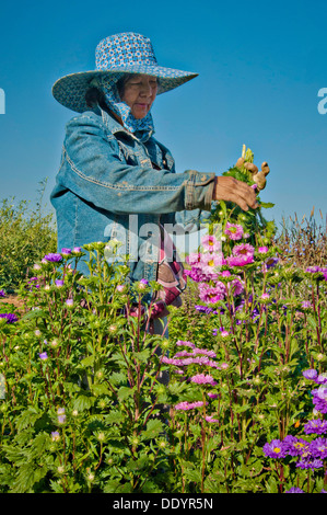Les jeunes peuvent Vu a Moung fermier moissonne des fleurs sur sa ferme Mays Fleurs 29 août 2013 à Sanger (Californie). Banque D'Images