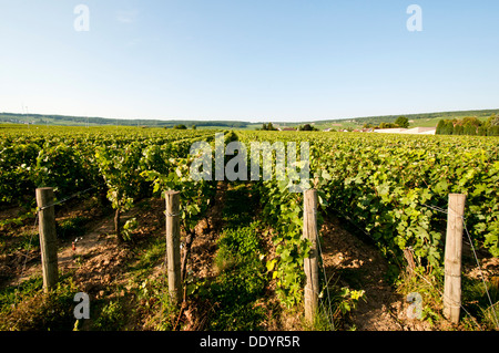 Vignes de Champagne à Dizy près d'Epernay, Marne France Banque D'Images