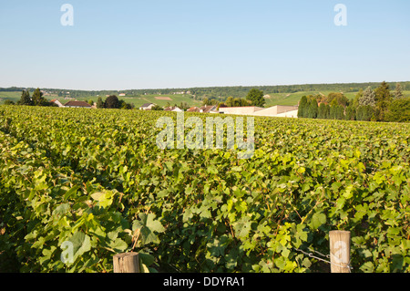 Vignes de Champagne à Dizy près d'Epernay, Marne France Banque D'Images